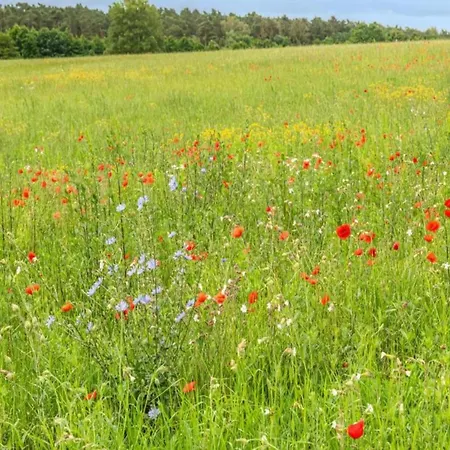 Im Mueritz Дом отдыха